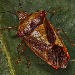 Acanthosoma haemorrhoidale